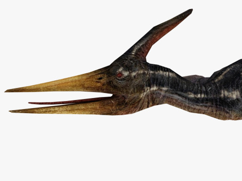 Pterodacty 3Dモデル