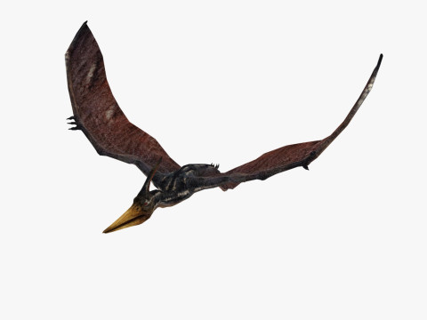 Pterodacty 3Dモデル