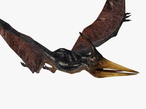 Pterodacty 3Dモデル