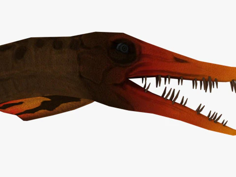 포린쿠스 3D 모델