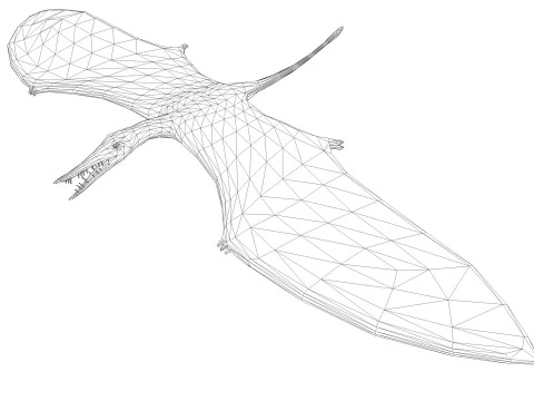 포린쿠스 3D 모델