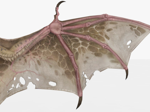 Bat 3D-Modell