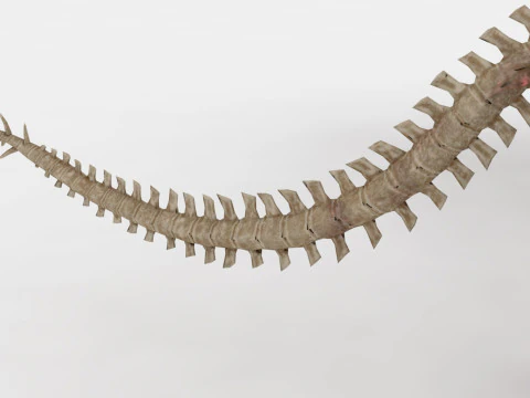 Bone Dragon Monster 3D Model