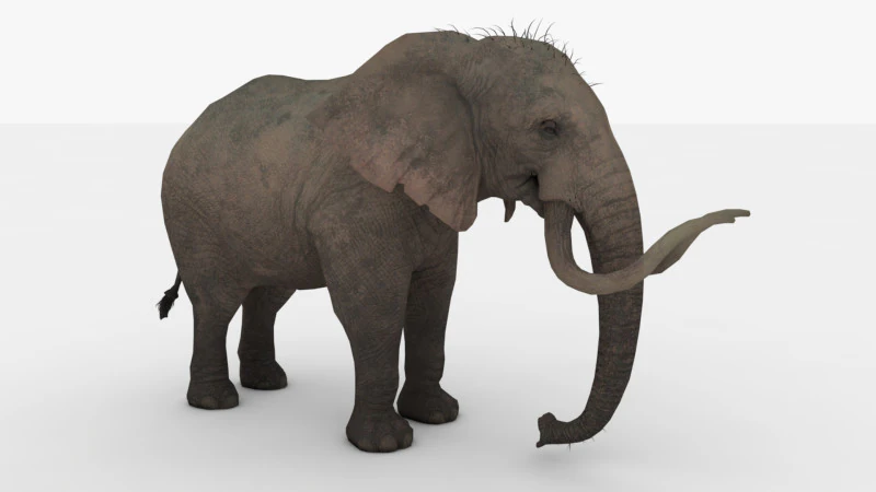 Fil 3D Model .c4d .max .obj .3ds .fbx .stl .blend 