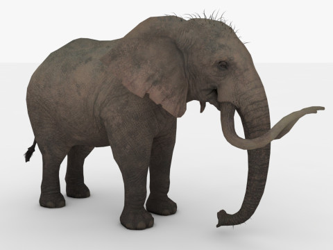 Elephant 3D मॉडल