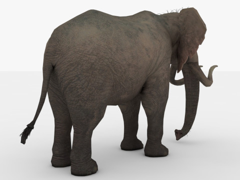 Elephant 3D Модель