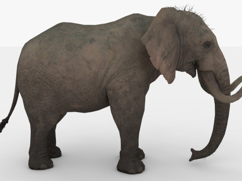 Elephant 3D Модель