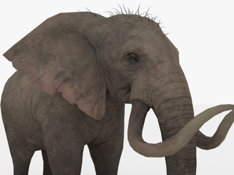 Elephant 3D Модель
