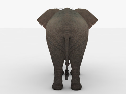 Elephant 3D Модель