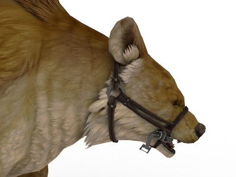 Brown Bear Model 3D