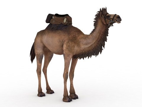 Camel Rigged and Animated 3D Model
