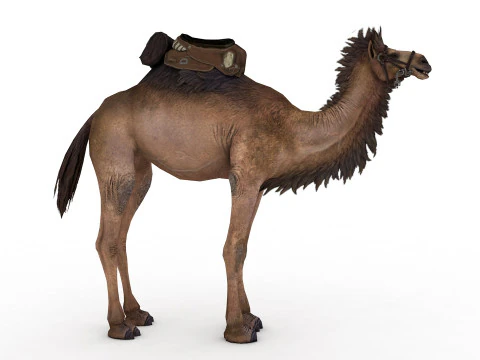 Camel Rigged and Animated 3D Model
