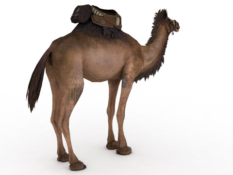 Camel Rigged and Animated 3D 模型