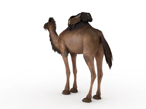 Camel Rigged and Animated 3D Model