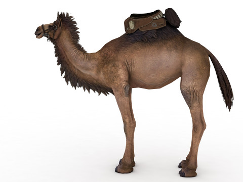 Camel Rigged and Animated 3D 模型