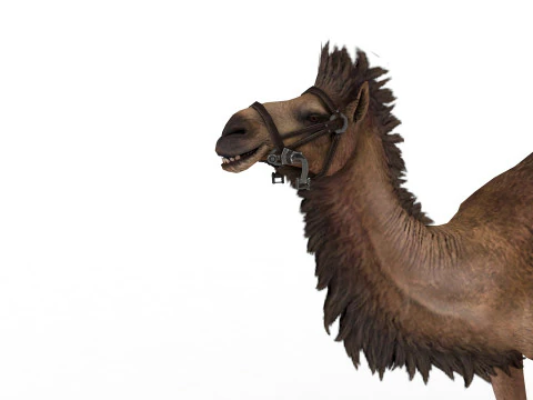Camel Rigged and Animated 3D Model