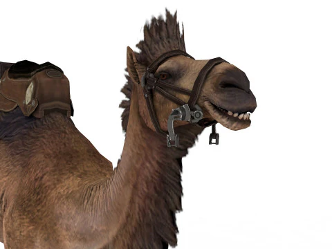 Camel Rigged and Animated 3D Model