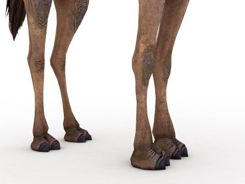 Camel Rigged and Animated 3D 模型