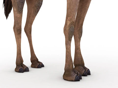 Camel Rigged and Animated 3D Model