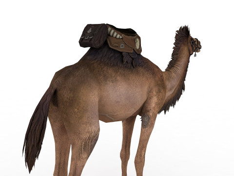 Camel Rigged and Animated 3D 模型