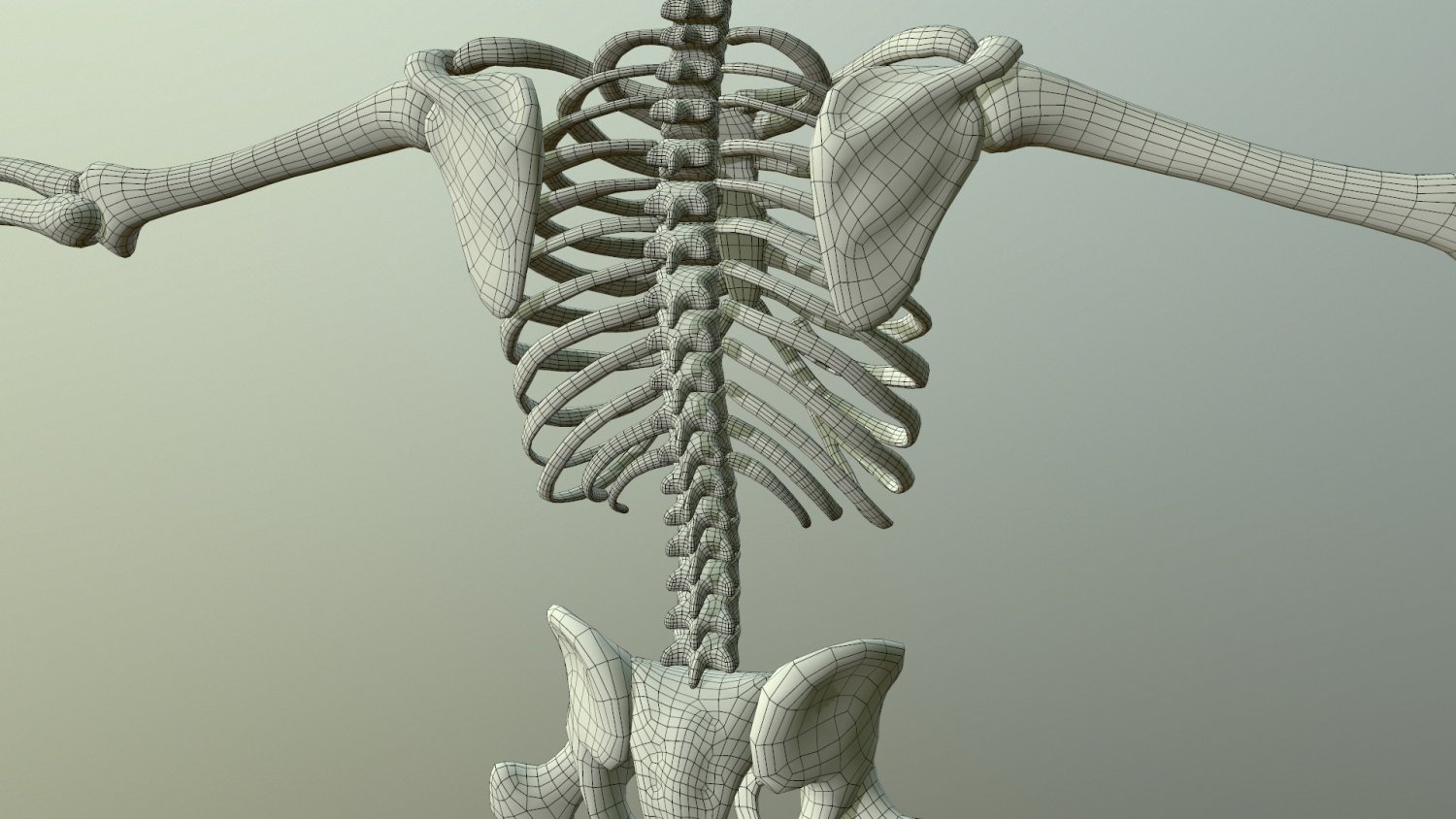 Ткань скелета человека. Скелет 3д. Скелет человека 3д модель. Skalet 3 d. Скелет человека 3d модель.