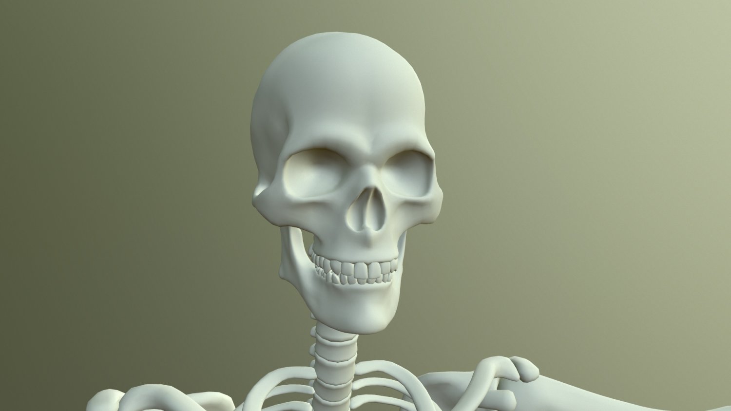 Скелет 3д. Скелет 3д модель. Skalet 3 d. Скелет человека 3d.