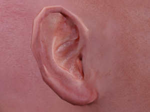 female head textured Model 3D