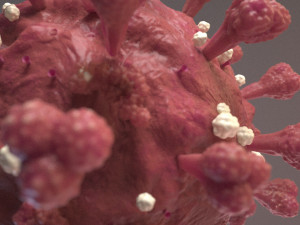 Coronavirus SARS COVID-19 3D Model