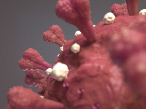 Coronavirus SARS COVID-19 3D Model