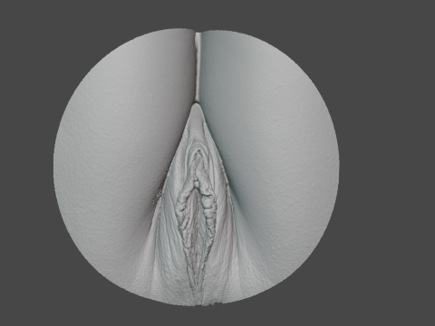 Anatomy of the Vagina 3D Model