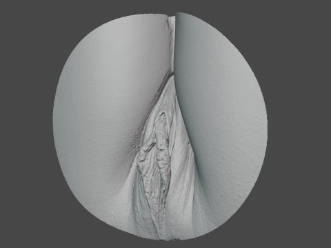 Anatomy of the Vagina 3D Model