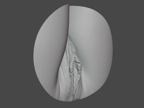 Anatomy of the Vagina 3D Model