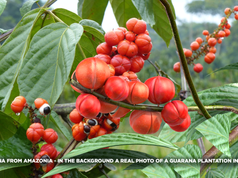 Guarana da Amazonia 3D 모델