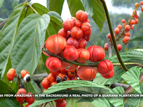 Guarana da Amazonia Modello 3D