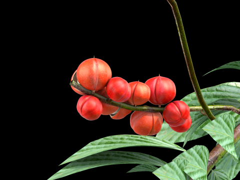 Guarana da Amazonia Modello 3D