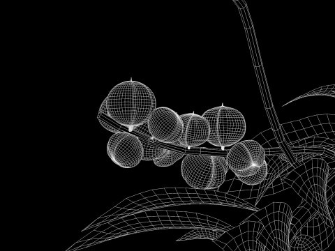 Guarana da Amazonia Modello 3D