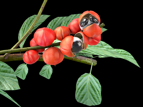 Guarana da Amazonia Modello 3D