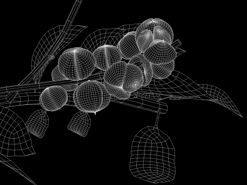 Guarana da Amazonia Modello 3D