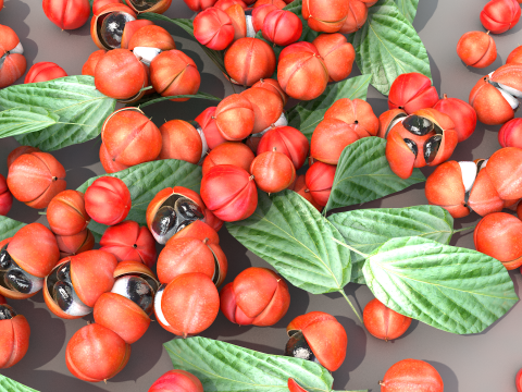 Guarana da Amazonia Modello 3D