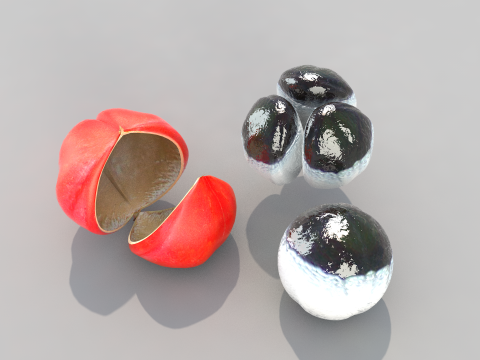 Guarana da Amazonia Modello 3D