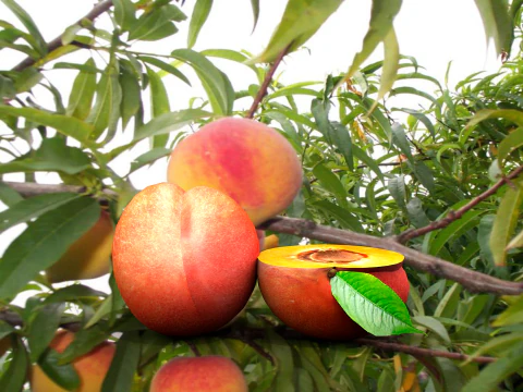 Fruta pessego vermelho 3D Model