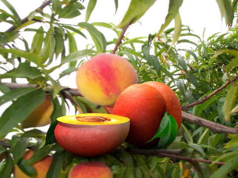 Fruta pessego vermelho 3D Model