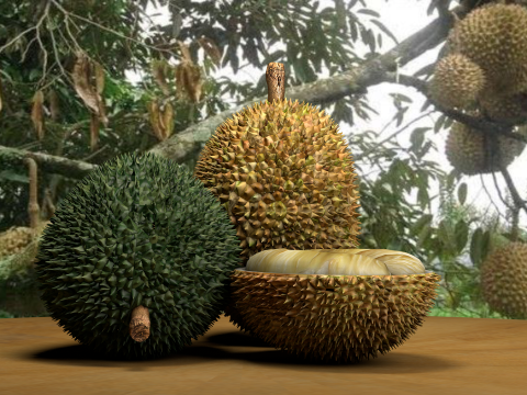 Fruta Durian Exotic 3D Model
