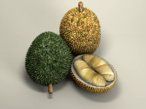 Fruta Durian Exotic 3D Model