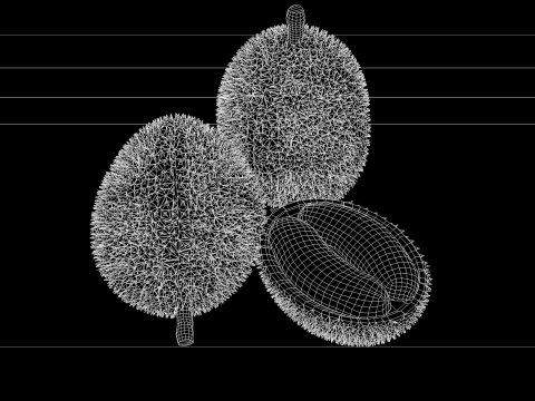 Fruta Durian Exotic 3D Model