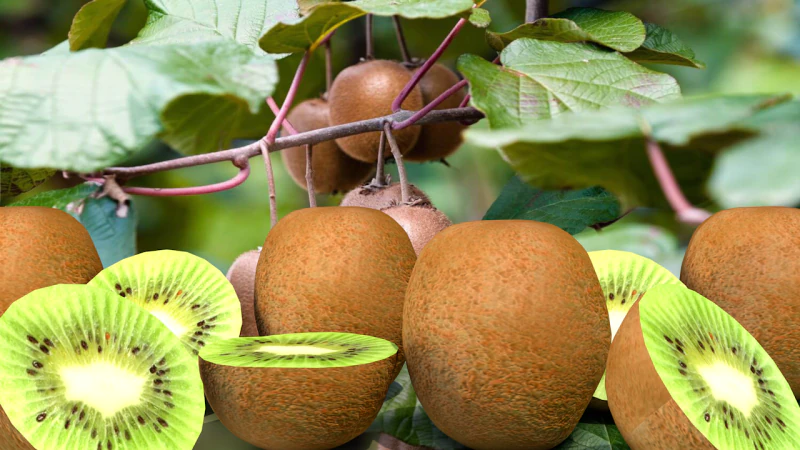 Kiwifrutta Modello 3D .c4d .max .obj .3ds .fbx .stl .blend 