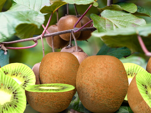Kiwi Fruta 3D Model