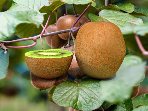 Kiwi Fruta Modello 3D