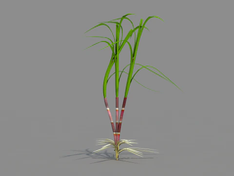 Cana de acucar 3D Model