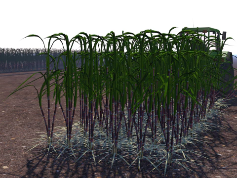 Cana de acucar 3D Model